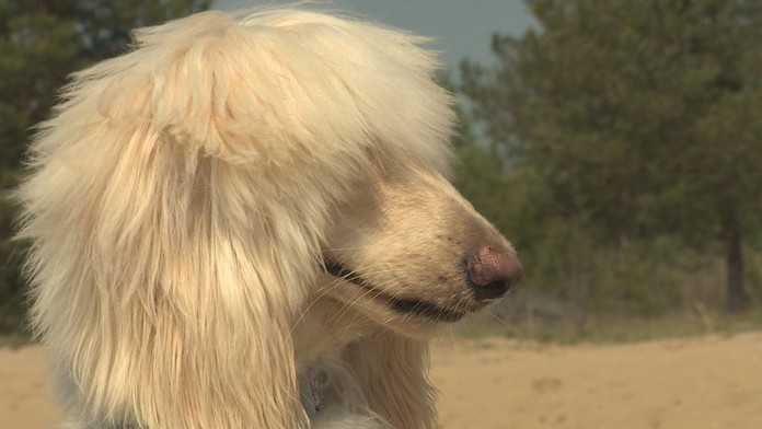 Vodicka smetiarskeho vozidla KOMPLET_tvnoviny.mp4