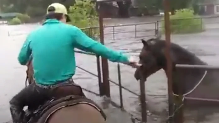 Záchrana koňa pred hurikánom Harvey.