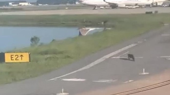 Aligátor na letisku na Floride