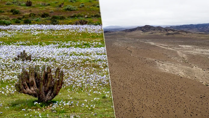 Púšťa Atacama zakvitla. 