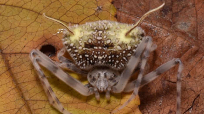 Oklamal aj vedcov. V Amazónii objavili pavúka s desivým vzhľadom, ktorý predstiera smrť veľmi presvedčivým spôsobom