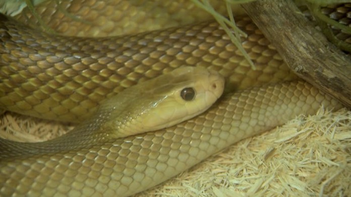 Políca sa snaží zabrániť Kataláncom v účasti na referende o nezávislosti.