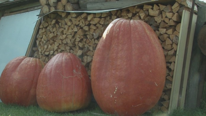 Vypestovali obrovskú tekvicu