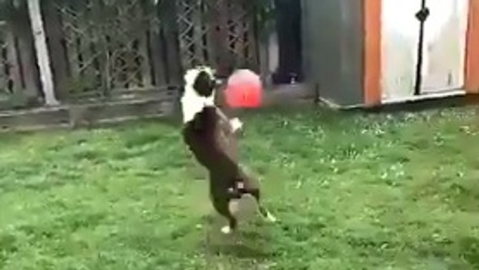 Buldog Ollie spracováva loptu.