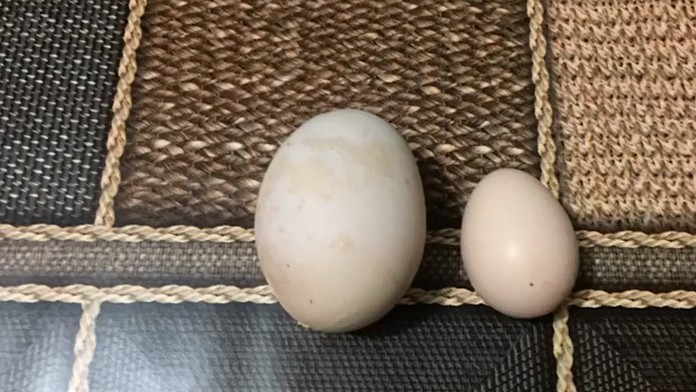 Žena našla rekordne veľké vajce.