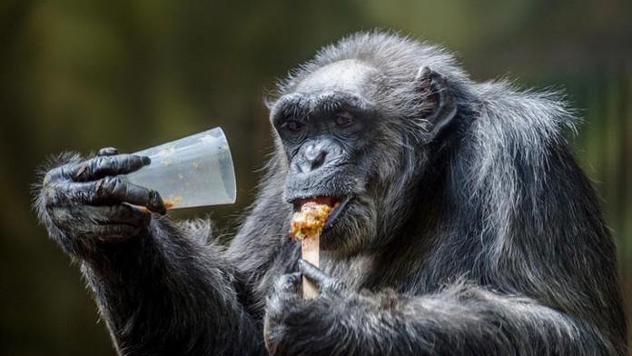 Tragédia v českej zoo: Za smrť najstaršieho šimpanza môžu hlučné ohňostroje