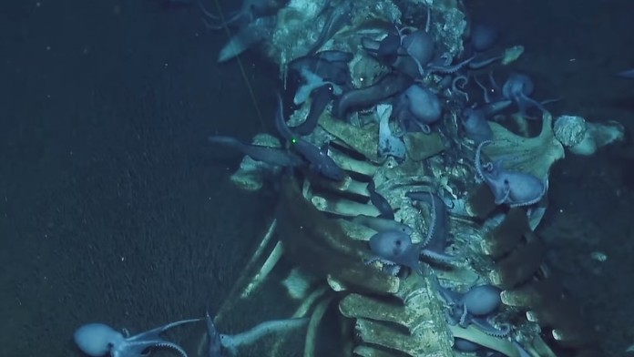 Noel Czuczor sa mení na Rag´n´Bone Mana.