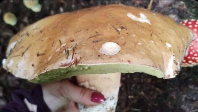 Úlovky ako zo sna. Slovákom sa tento rok podarilo nájsť gigantické huby, niektoré majú štvorcifernú váhu