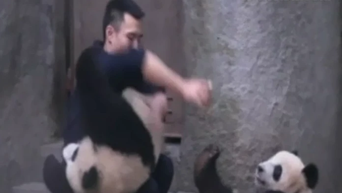pandy.png