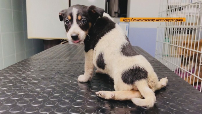 Ilustračná snímka