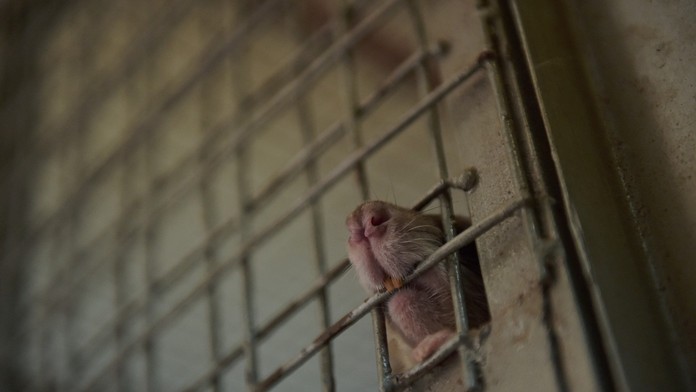 FOTO: V Anglicku objavili potkana veľkého ako pes. Snímku hlodavca využili na kritiku vlády