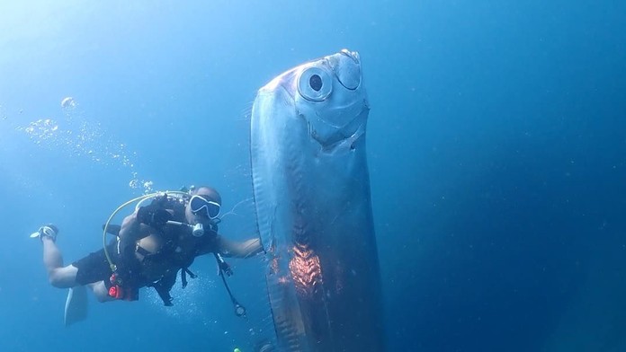 Mýtická predzvesť katastrofy. Pred zemetrasením v Japonsku sa objavila vzácna ryba, podľa povesti je oznamovateľom katastrof