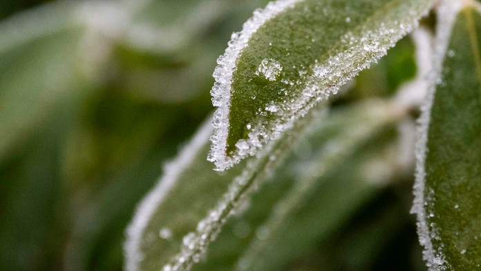 Zlá správa pre záhradkárov. Na väčšine Slovenska hrozí prízemný mráz