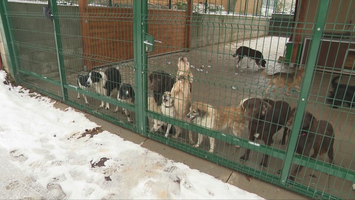 Štát chce zastaviť týranie zvierat. Slovensko je lídrom z pohľadu neregistrovaných chovov a množiarní
