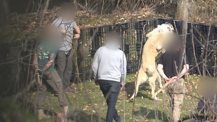 Záber na nelegálne psie zápasy v Rožňave.