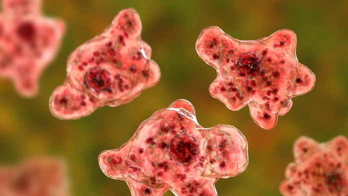 Naegleria fowleri