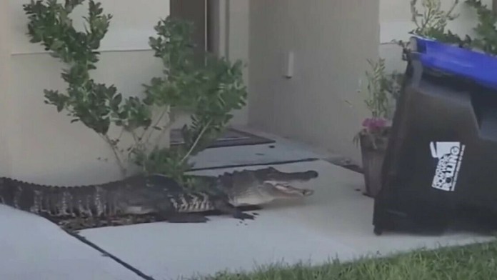 Aligátora dostali do kontajnera na Floride