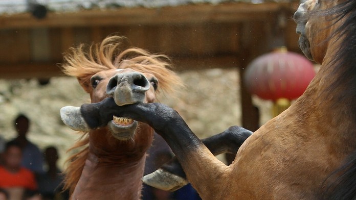 Kone sa hryzú a kopú.