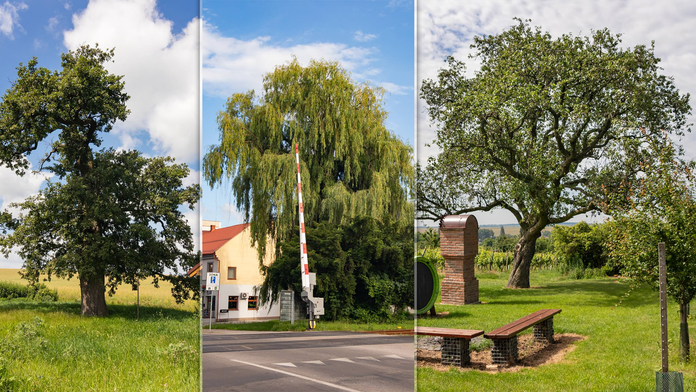 Anketa Strom roka 2024