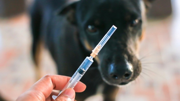 Očkovanie proti besnote (ilustračná snímka)
