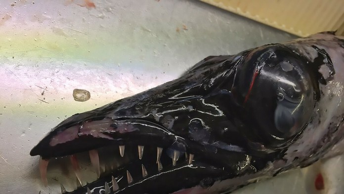 "Mám možno trochu redšie zuby, ale prekúsnu všetko"