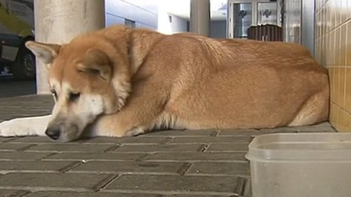 Takto na ňu čakala.