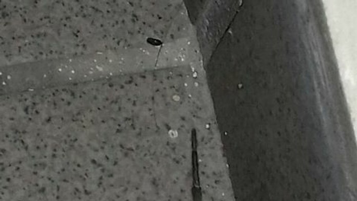 Samica strehúňa južného - Hogna radiata.