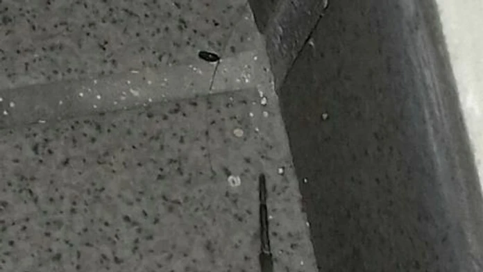 Samica strehúňa južného - Hogna radiata.