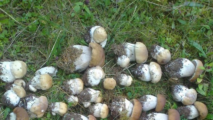 Dubáky v Čiernom Balogu