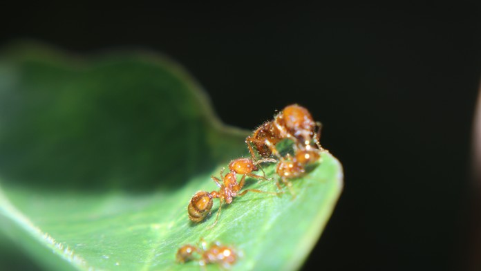 Úrady na Havaji varujú, že na ľudí môžu pršať  „ohnivé“ mravce. Ich bodnutie spôsobuje bolestivé rany