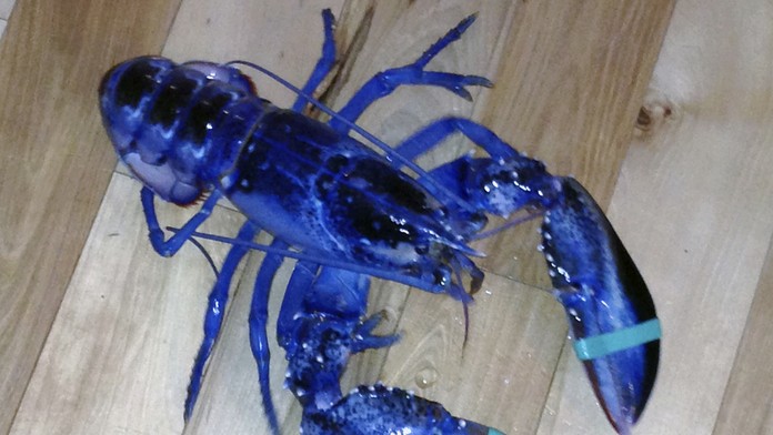 Modrý homár.