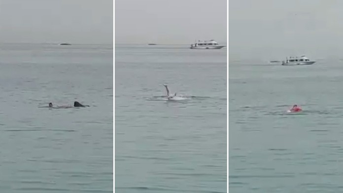 Útok žraloka v Hurghade.