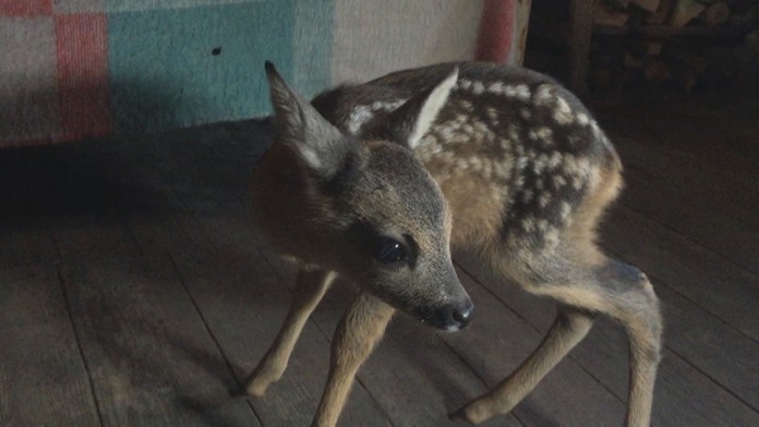 vadala_tvnoviny.1.mp4