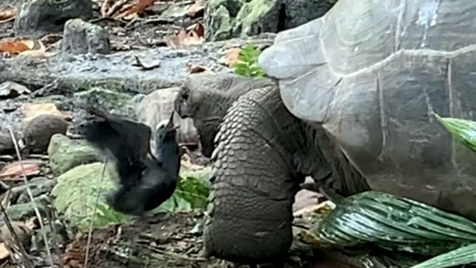 Korytnačka počas lovu.