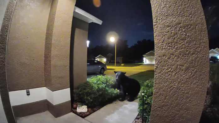 Venčenie psa sa zvrtlo na drámu. Americký pár z Floridy utekal pred medveďom