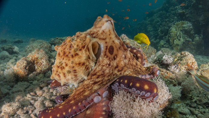 Potápač zachytil jedinečný moment. 