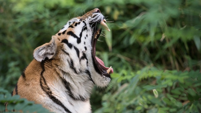 Blesk udrel tesne veľa Tomáša