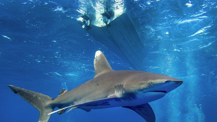 Žraloky sa čoraz častejšie približujú k pobrežiu. Egypt zavádza v obave z ďalších útokov prísne opatrenia