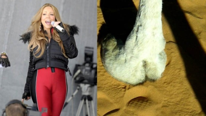 Ťavie kopyto Mariah Carrey.