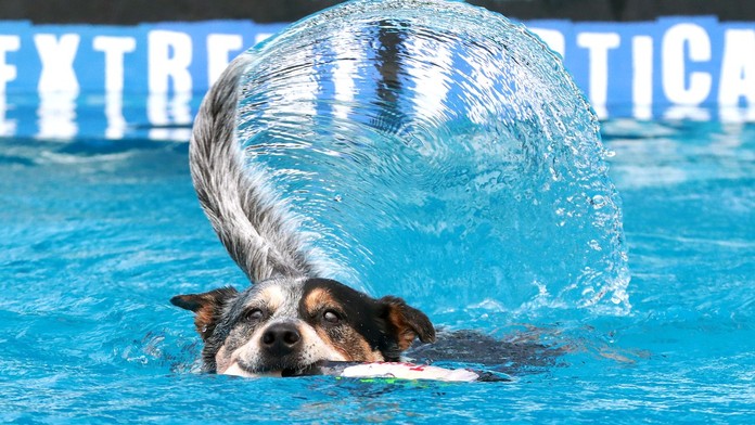 FOTOGRAFIE TÝŽDŇA: Rozlúčka s kardinálom Tomkom, posledný supermesiac či veľryba v Seine