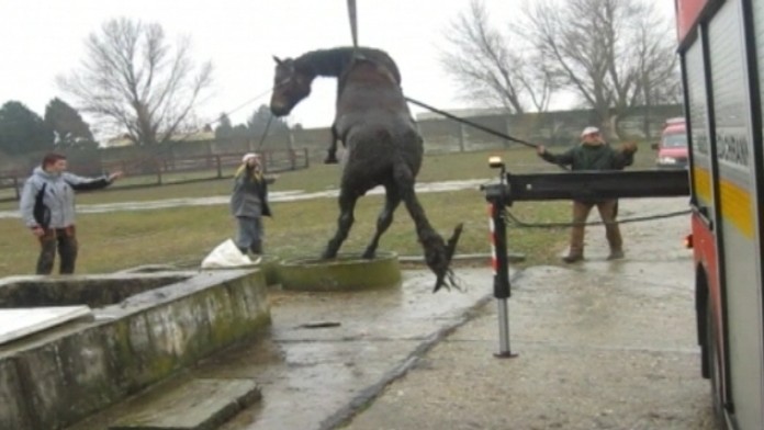 Kuriózna záchrana koňa v Senci.
