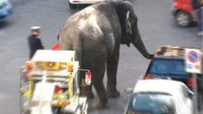 Z cirkusu v Ríme ušiel slon