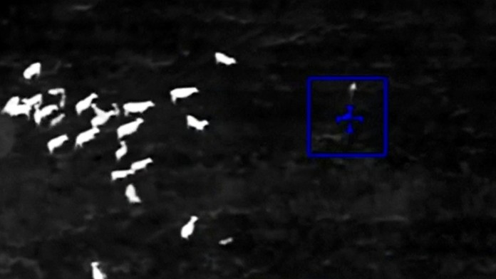 Ženu, ktorá ukradla auto, zastavilo stádo kráv.