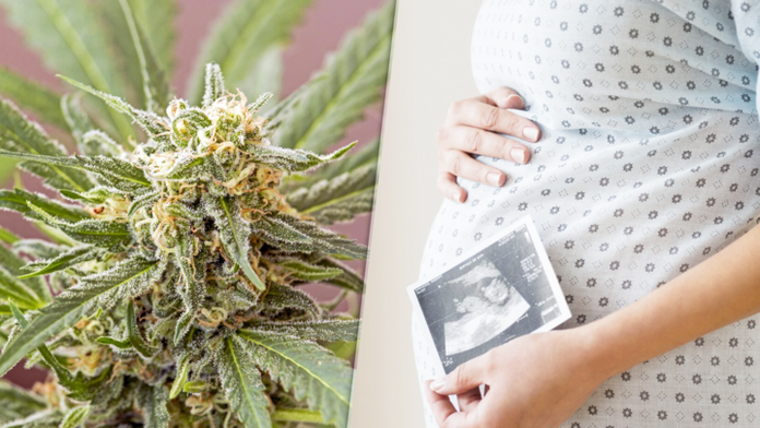 Tehotné ženy by sa mali marihuane oblúkom vyhýbať