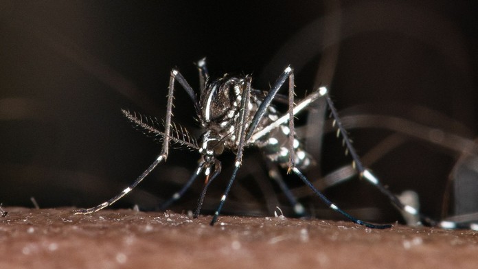 Nebezpečného ázijského komára tigrovaného zaznamenali na Slovensku. 