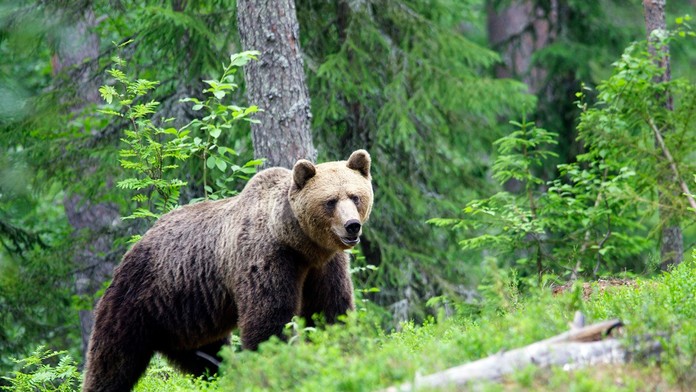 Medveď napadol muža v lyžiarskom stredisku na strednom Slovensku. Previezli ho do nemocnice