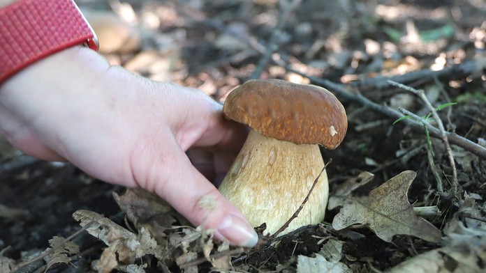 Horúce dni nepotešia hubárov. Odborník však očakáva vrchol sezóny už čoskoro