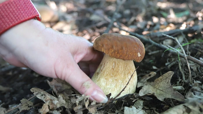 Horúce dni nepotešia hubárov. Odborník však očakáva vrchol sezóny už čoskoro