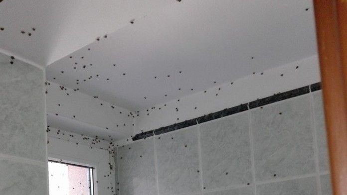 Lienky z Ázie v Česku