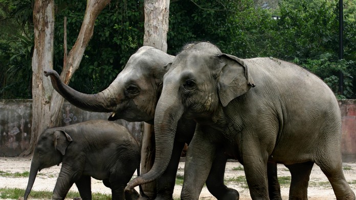 Dráma v zoologickej záhrade v Prahe: Slon zaútočil na chovateľku